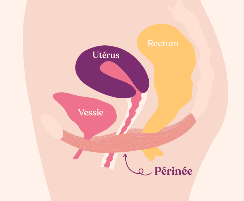 périnée et cup mensturelle